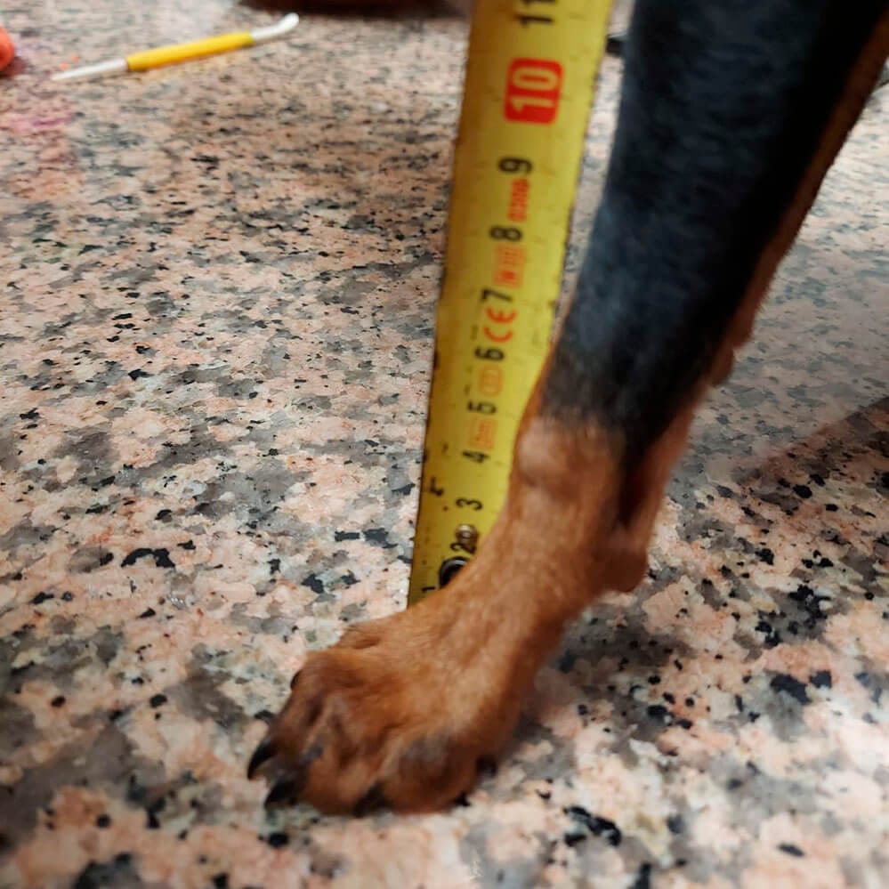 Metro mal colocado en la pata del perro al tomar medidas