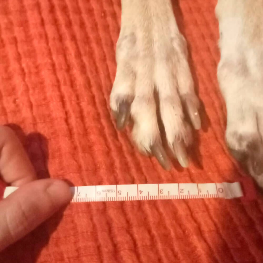 Metro mal colocado en la pata del perro al tomar medidas