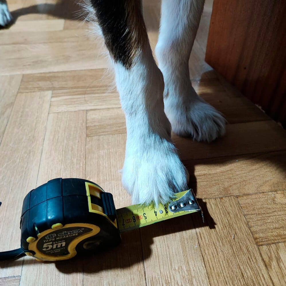 Metro mal colocado en la pata del perro al tomar medidas