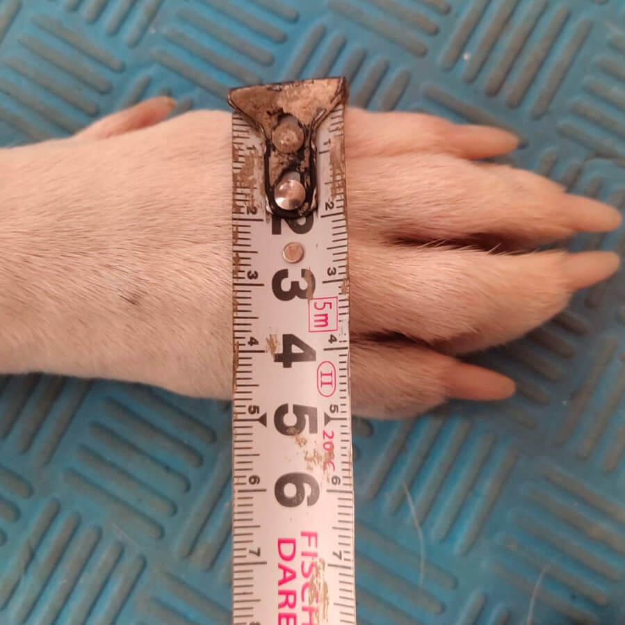 Foto correcta frontal de la pata trasera del perro para tomar medidas