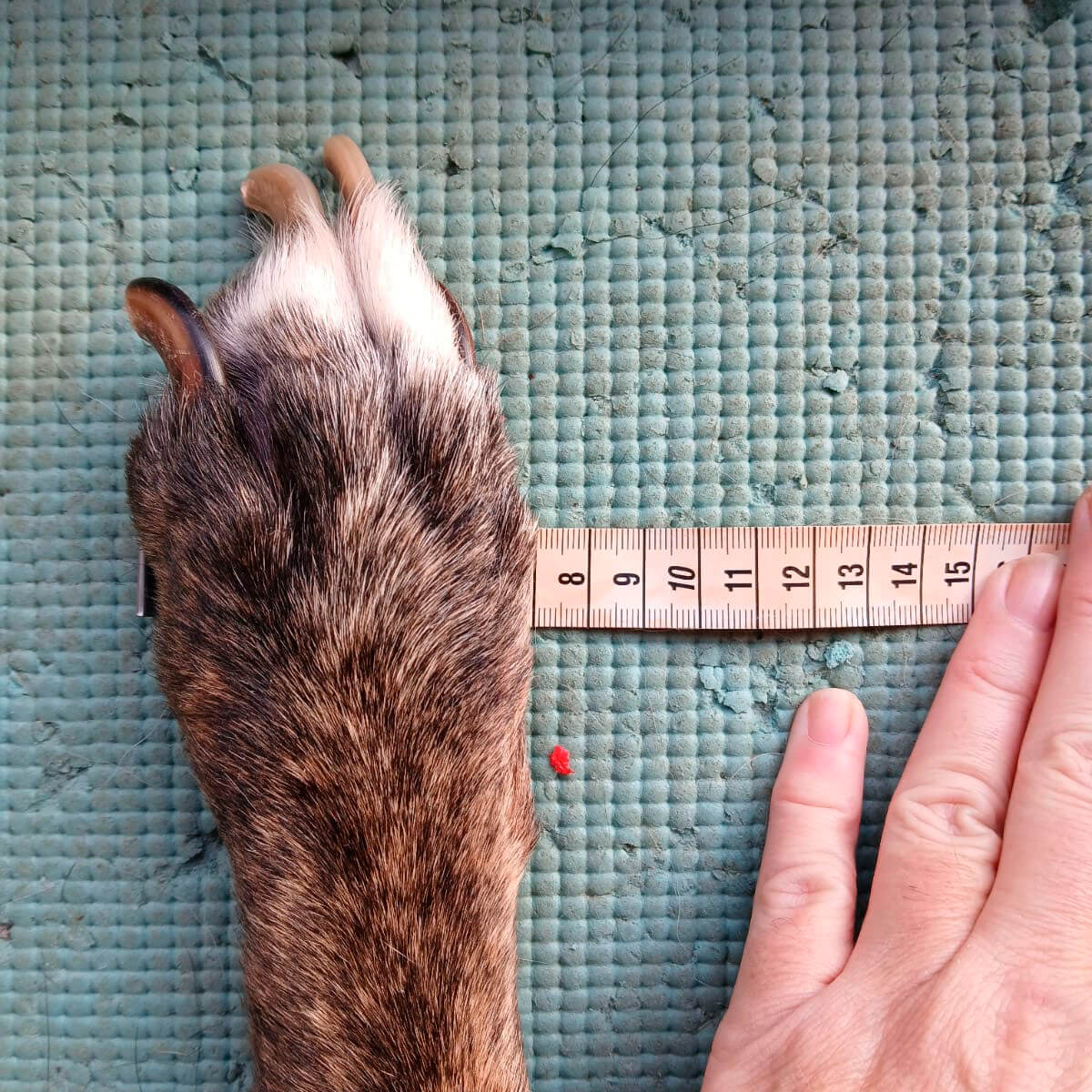 Metro colocado bajo la pata del perro como alternativa de medición válida