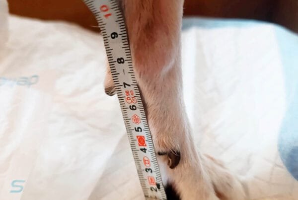 Measuring tape following the angle of the dog's front leg