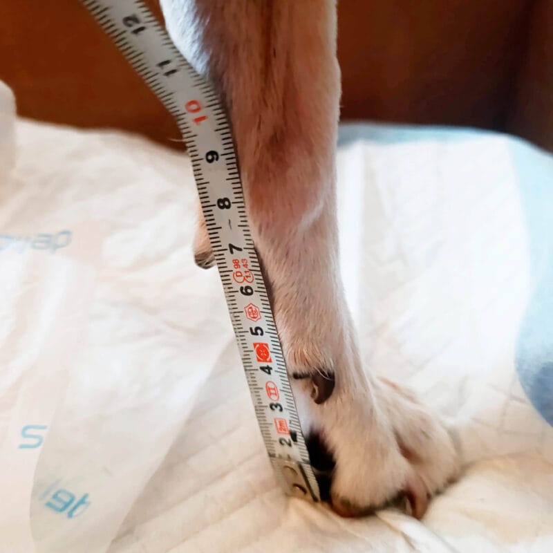 Measuring tape following the angle of the dog's front leg
