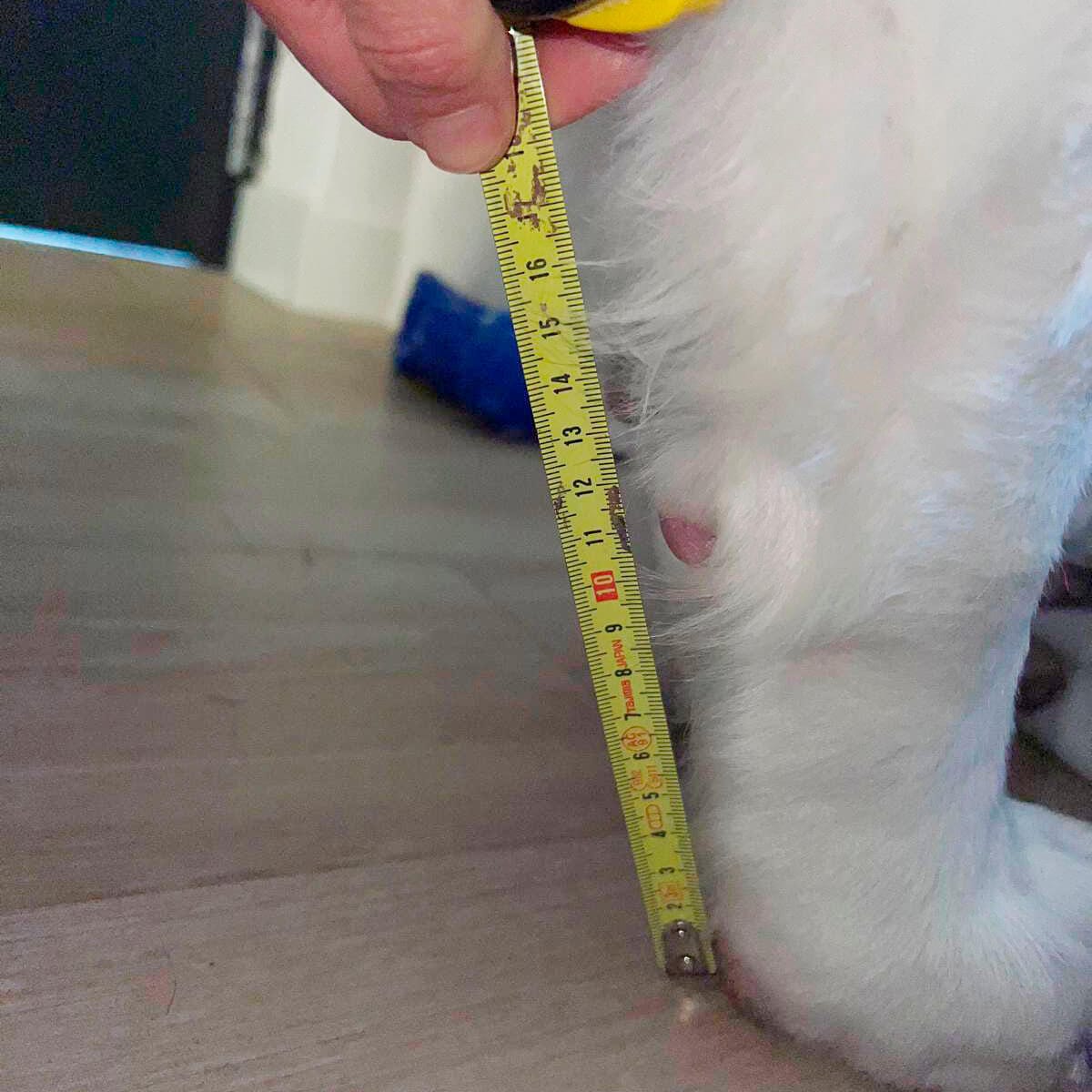 Cinta métrica siguiendo el ángulo de la pata delantera del perro