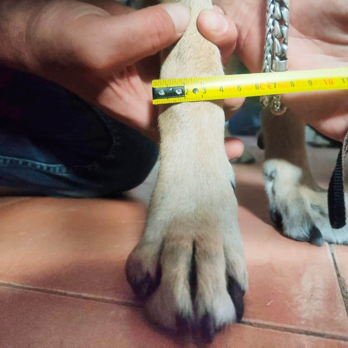 Medición frontal de la pata del perro con cinta métrica en el punto correcto