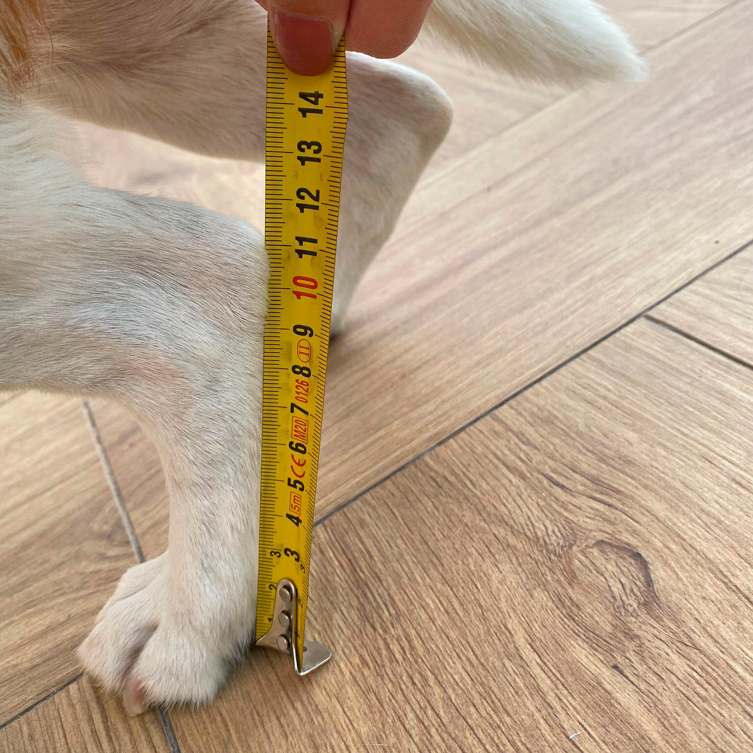 Cinta métrica siguiendo el ángulo de la pata delantera del perro