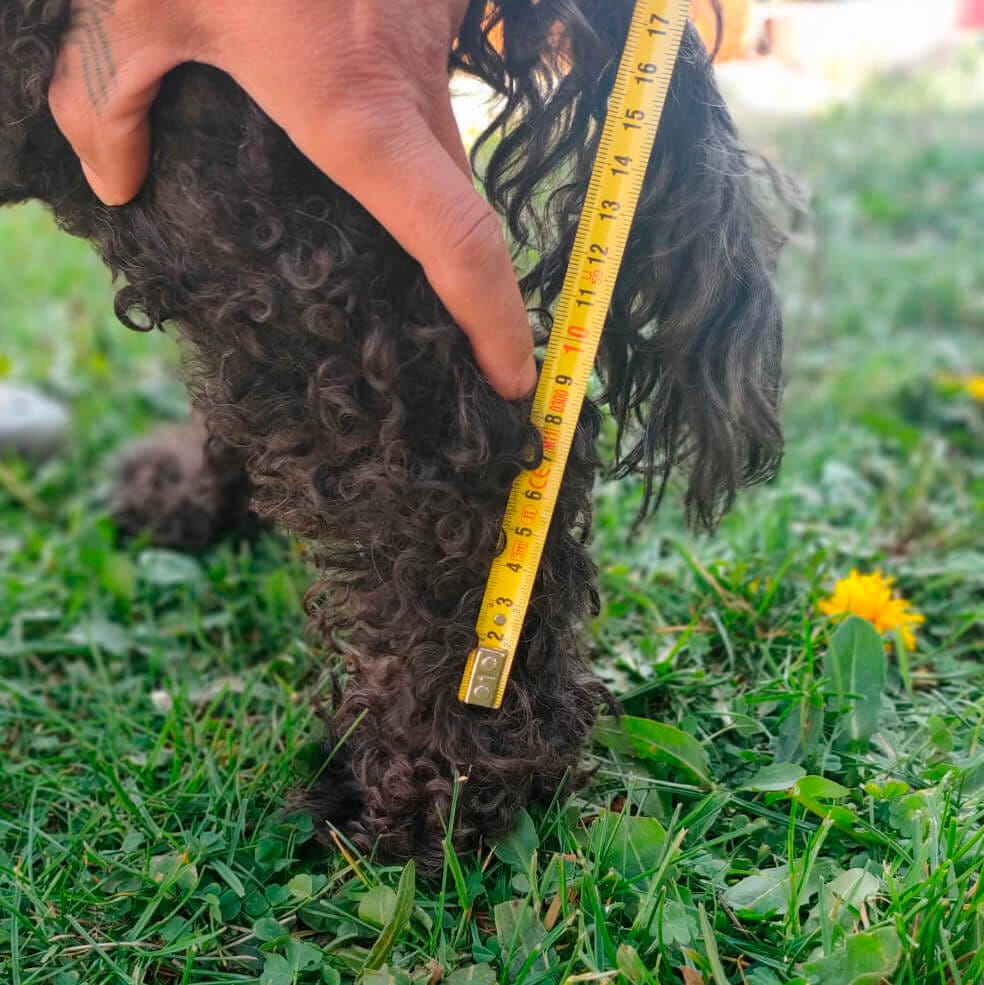 Dedo señalando el tarso del perro antes de medir con cinta métrica