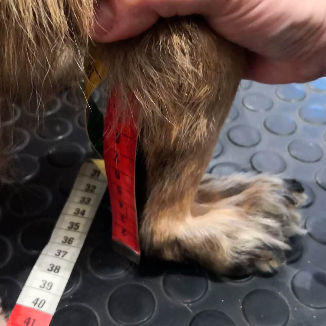 Pelo del perro tapando la cinta métrica, dificultando la medición correcta