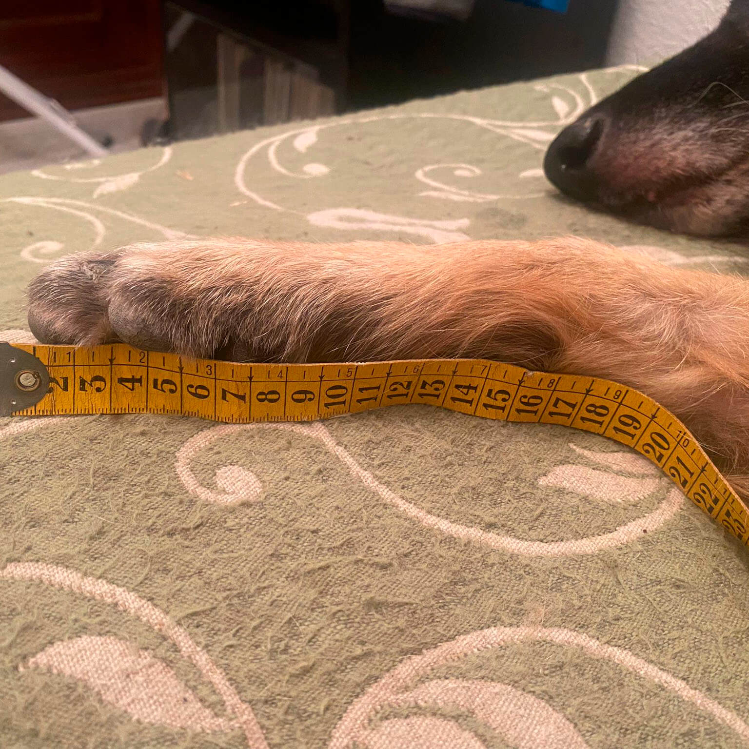 Perro tumbado durante la medición, ejemplo de posición incorrecta