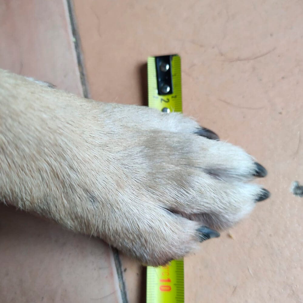 Foto tomada en ángulo incorrecto de la pata del perro