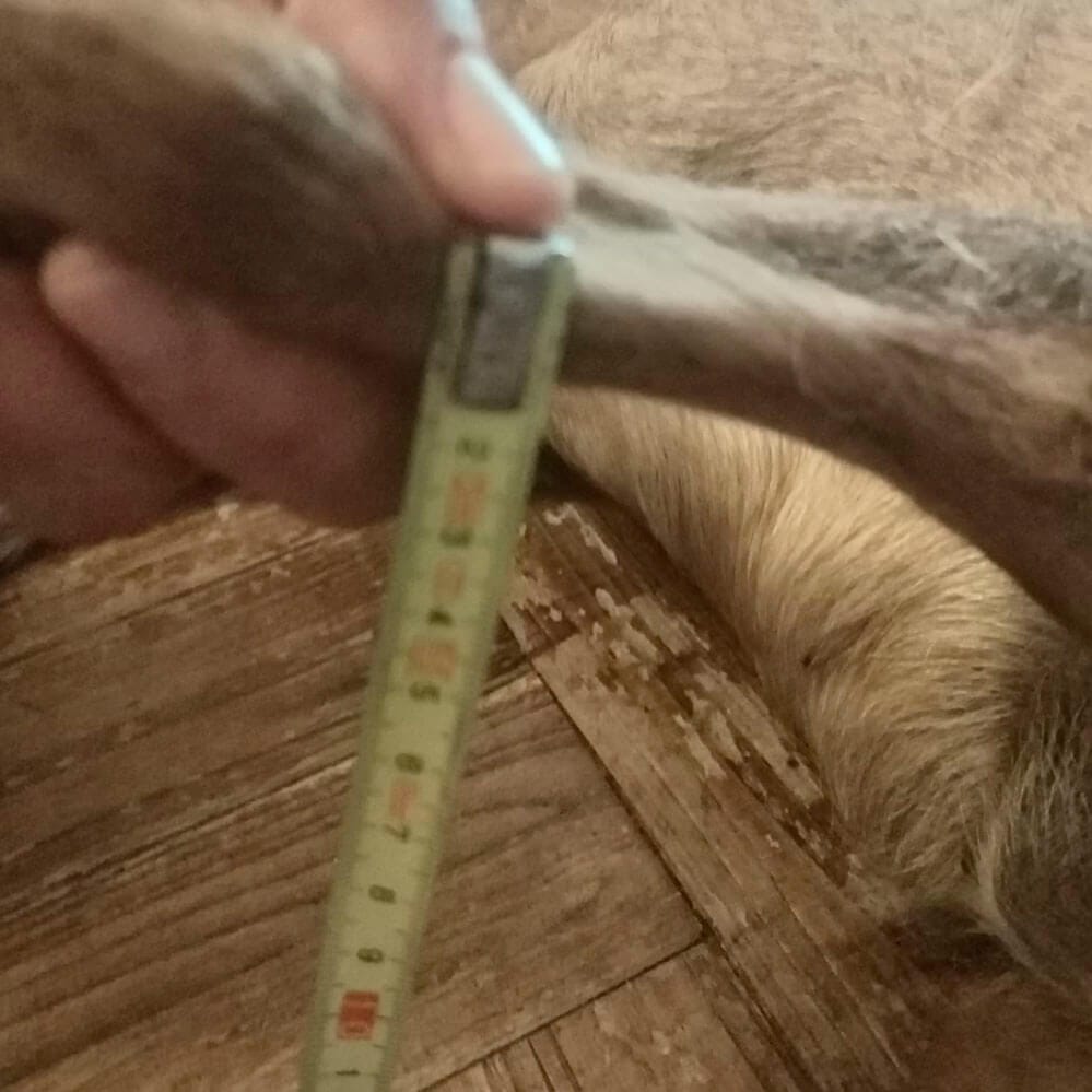 Foto borrosa e inutilizable de la medición de la pata del perro