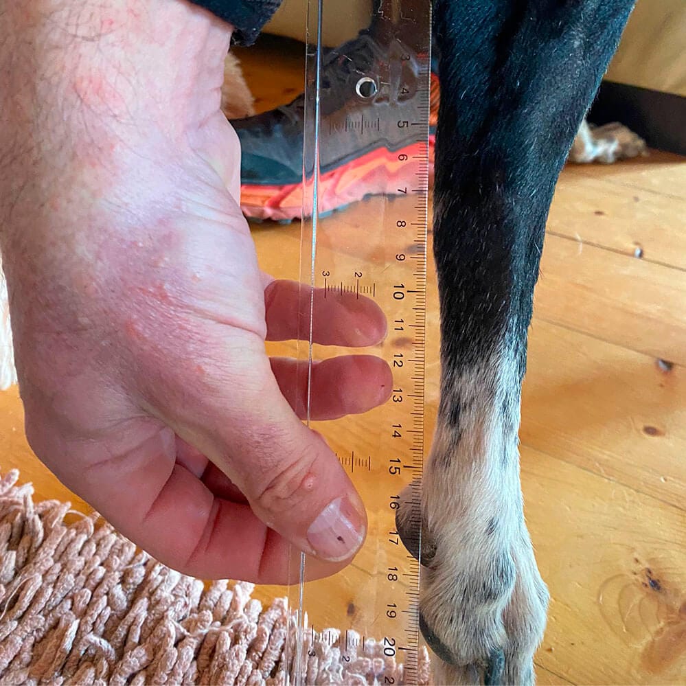 Pata del perro levantada, ejemplo de medición incorrecta para férula