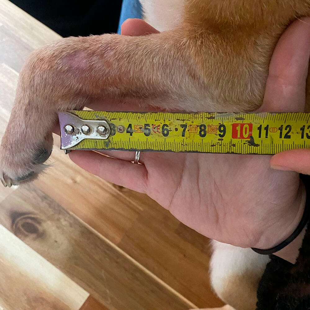 Pata del perro levantada, ejemplo de medición incorrecta para férula