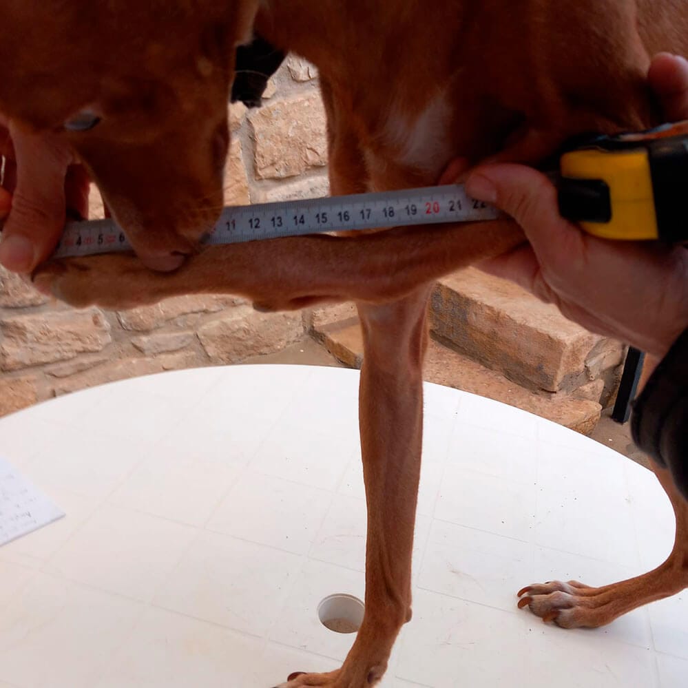 Pata del perro levantada, ejemplo de medición incorrecta para férula