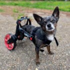 Silla de ruedas con nombre personalizado para perros