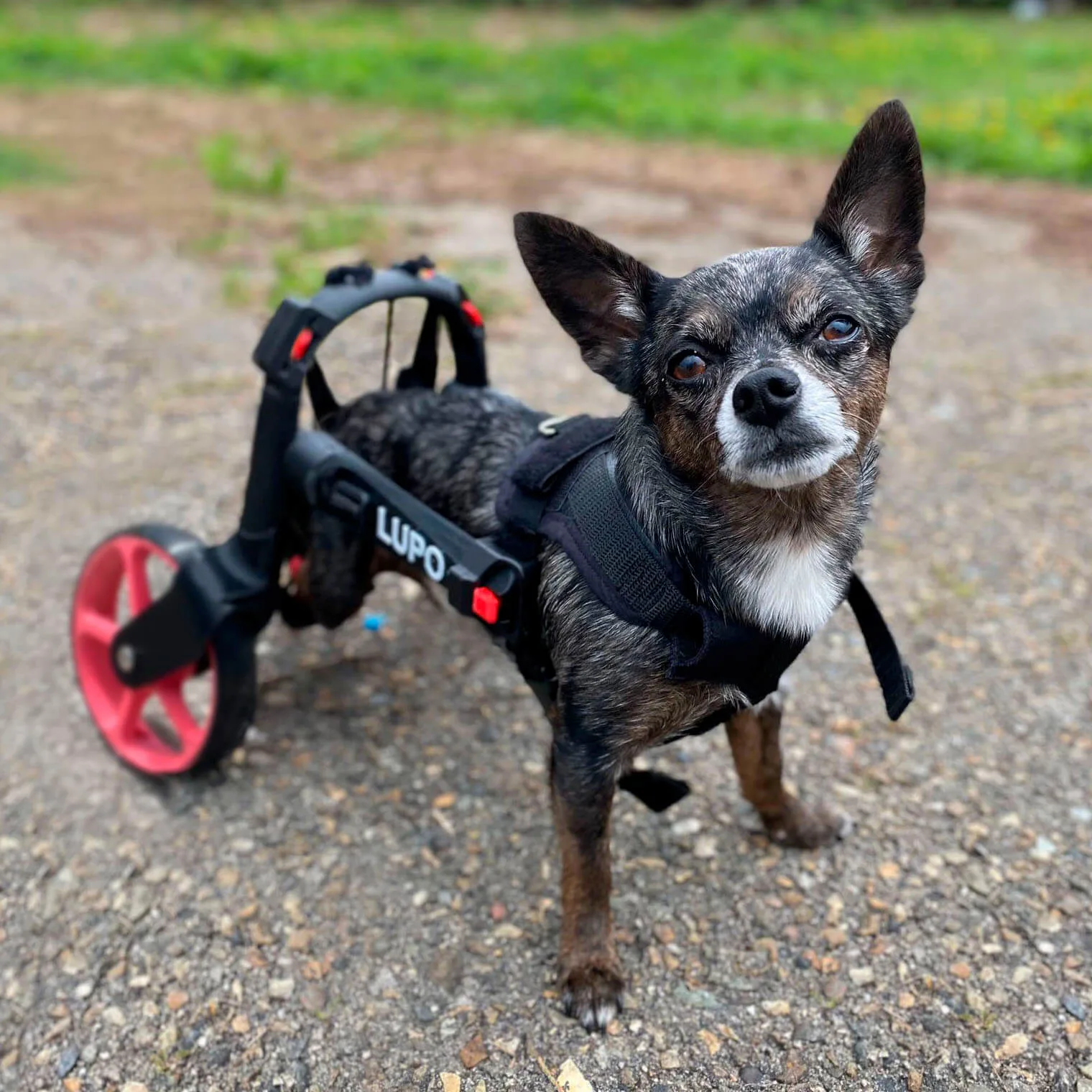 ¿Son felices los perros en sillas de ruedas? Silla de ruedas con nombre personalizado para perros