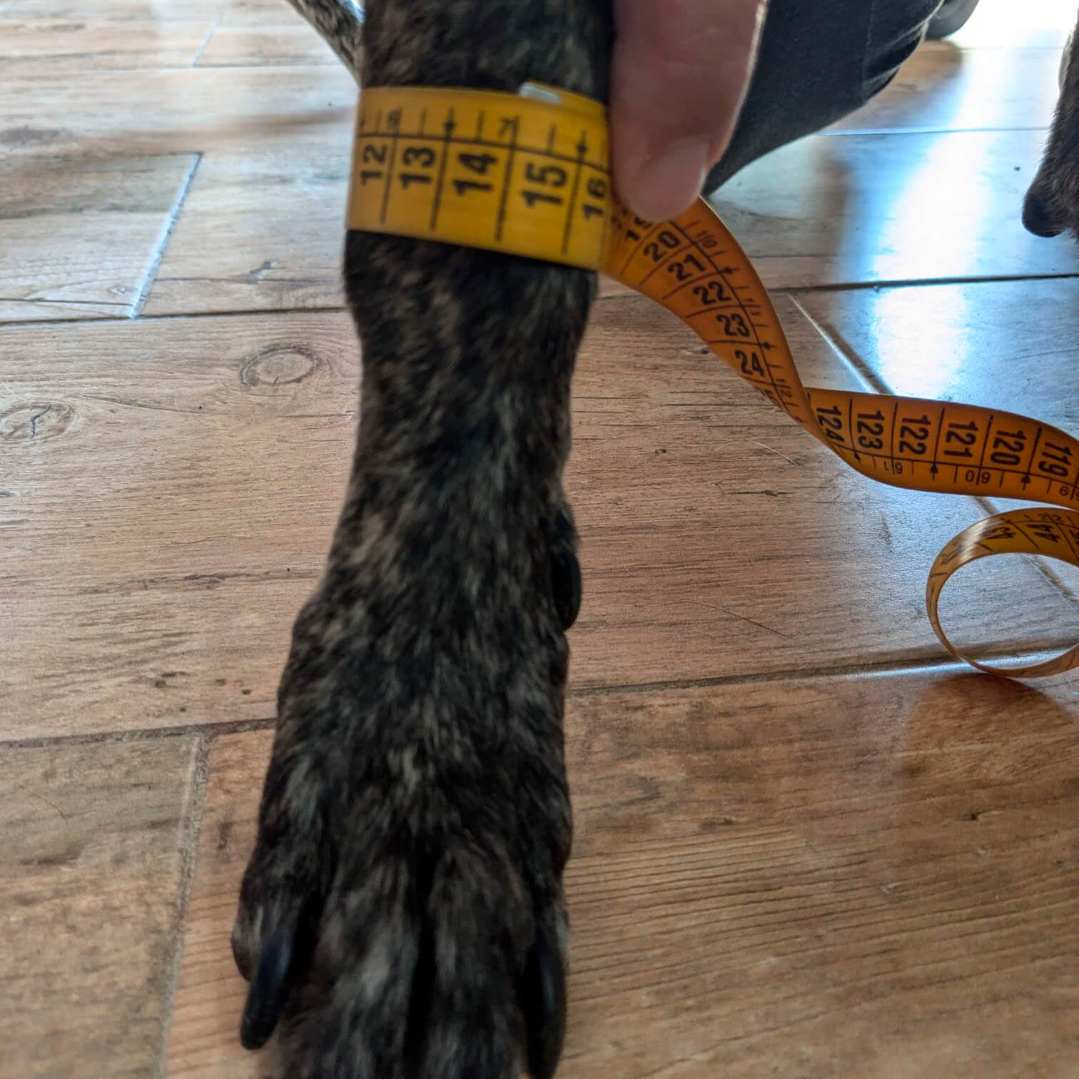 Medición incorrecta del perímetro de la pata en lugar del ancho