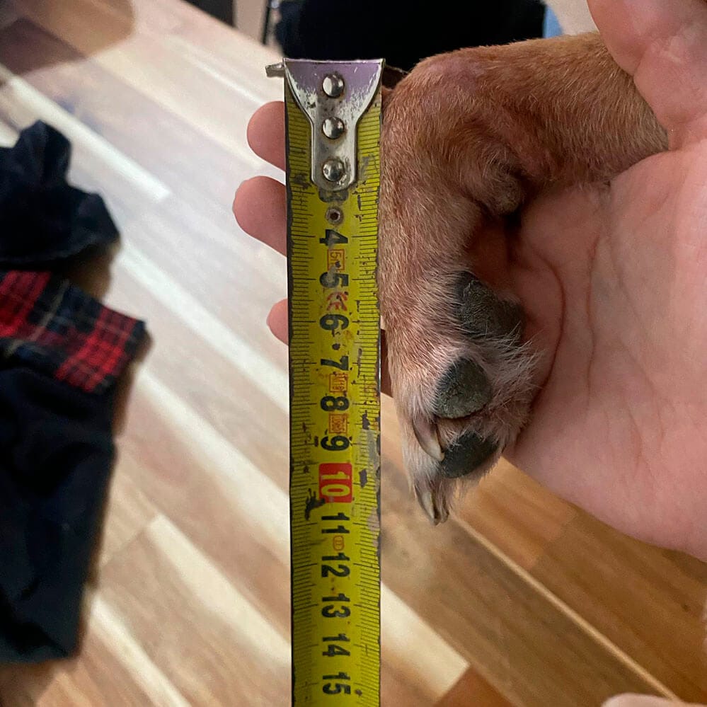 Metro colocado por delante de la pata del perro, medición incorrecta