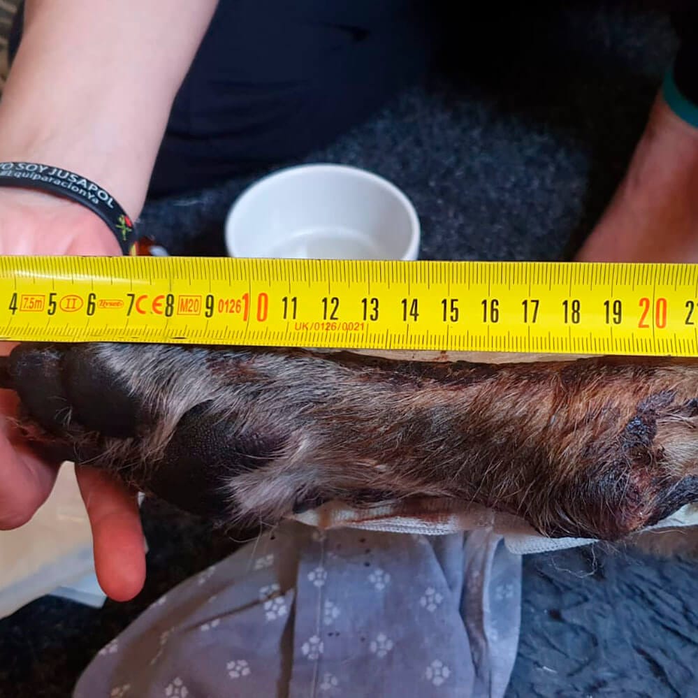 Metro colocado por delante de la pata del perro, medición incorrecta