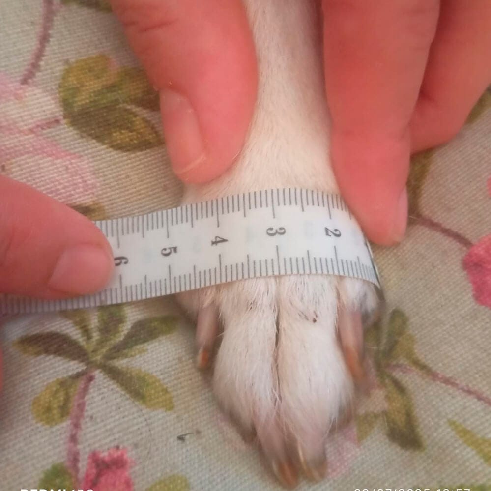 Uso incorrecto de cinta métrica flexible para medir férula en perro