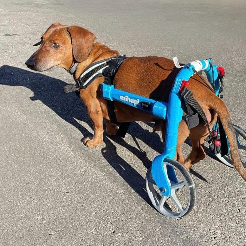 ¿Recomiendan los veterinarios sillas de ruedas para perros?