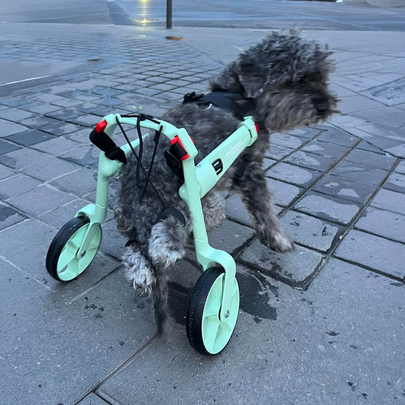 Pueden los perros orinar defecar en silla de ruedas