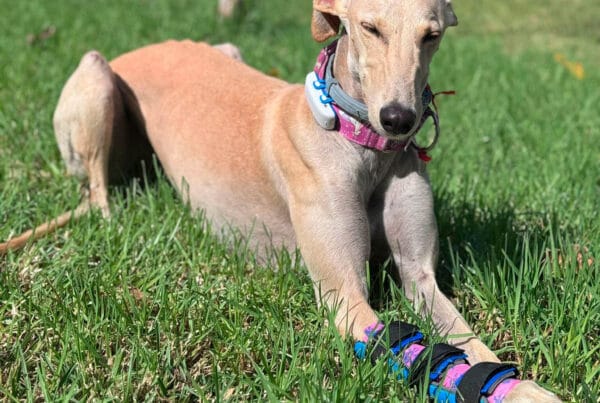 Can a dog sleep in a splint? 5 important keys you should know Carpal splint for dogs placed on front leg.