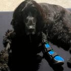 Estabilizador carpiano para perros en uso