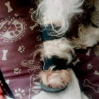 Férula para pata delantera en perro pequeño