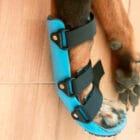 Férula pata delantera para perros correctamente ajustada