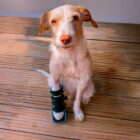 Férula delantera para perros durante rehabilitación