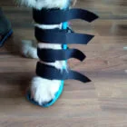 Detalle de soporte ortopédico delantero para perros