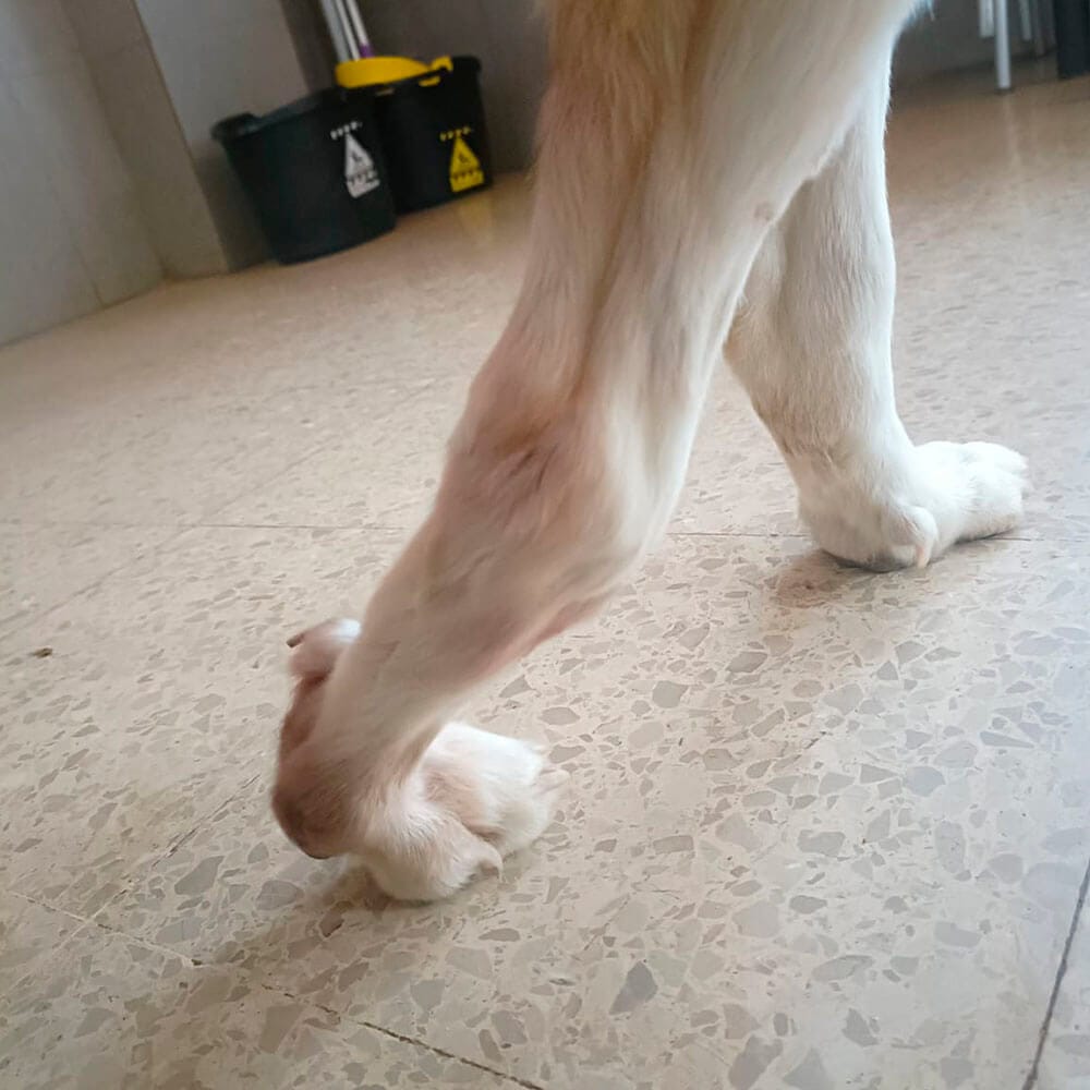 férula personalizada para perros según molde