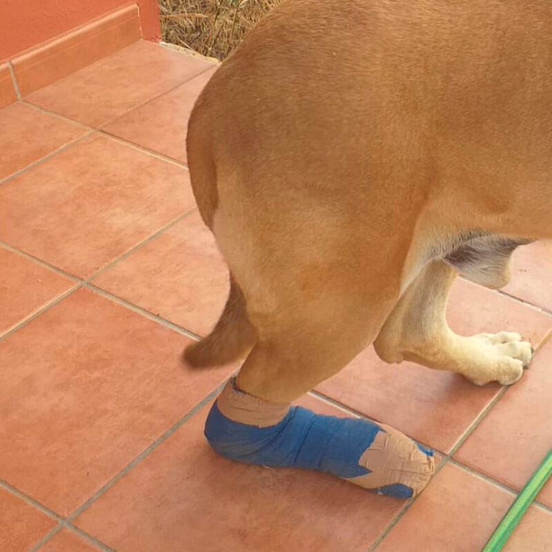 tarsal hyperextension in dogs with rear joint collapse