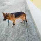 Perro con férula para tarso y soporte adicional en extremidad