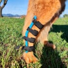 Férula veterinaria para tarso bien colocada en perro