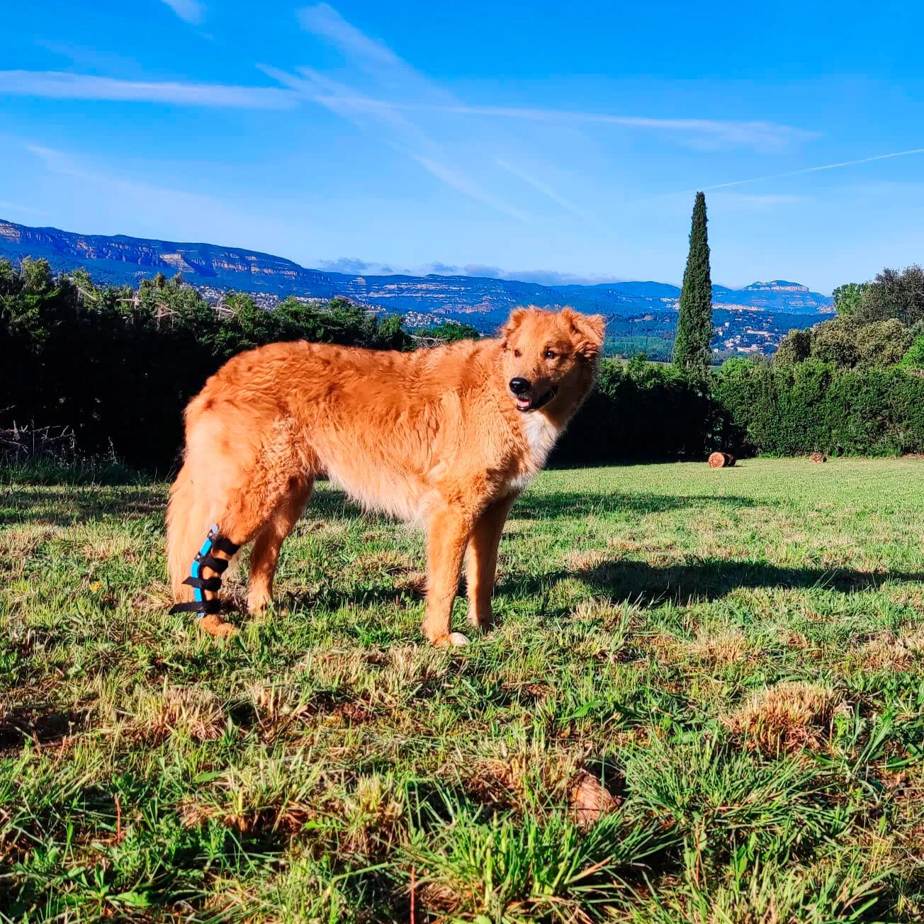 Perro con férula para perro tarso caminando en exterior