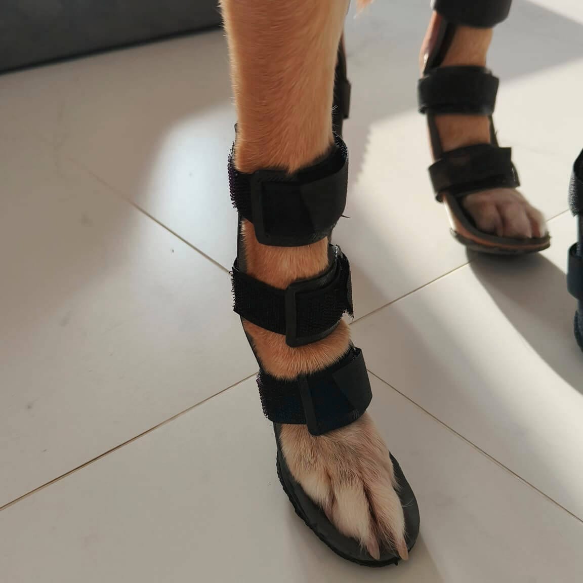 Férula trasera para perros correctamente colocada en pata posterior