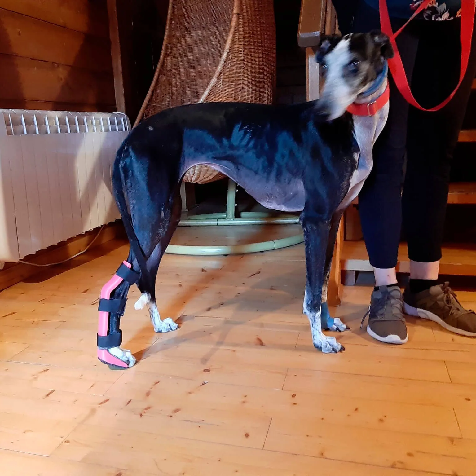 Férula trasera personalizada para perros en galgo