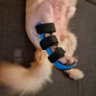 Detalle de férula para pata trasera en perro
