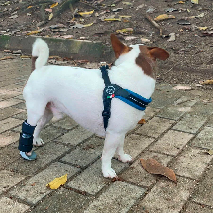 Soporte ortopédico trasero para perros durante paseo