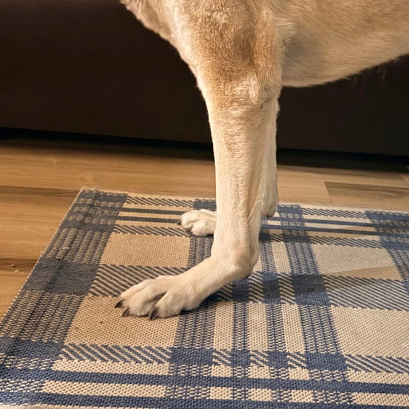 Example of carpal hyperextension in dogs with carpal collapse.