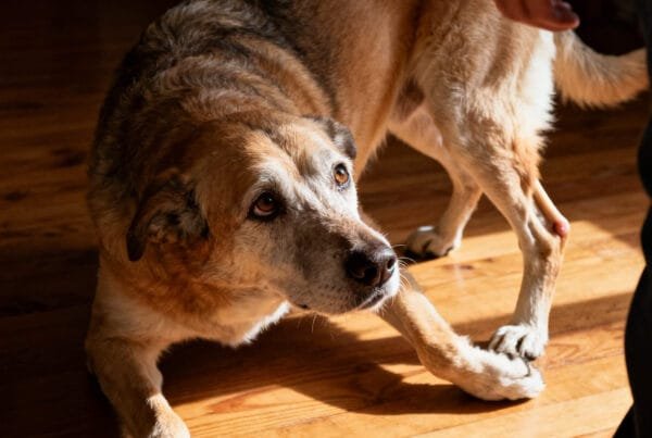 dog with weakness in the hind legs trying to stand up