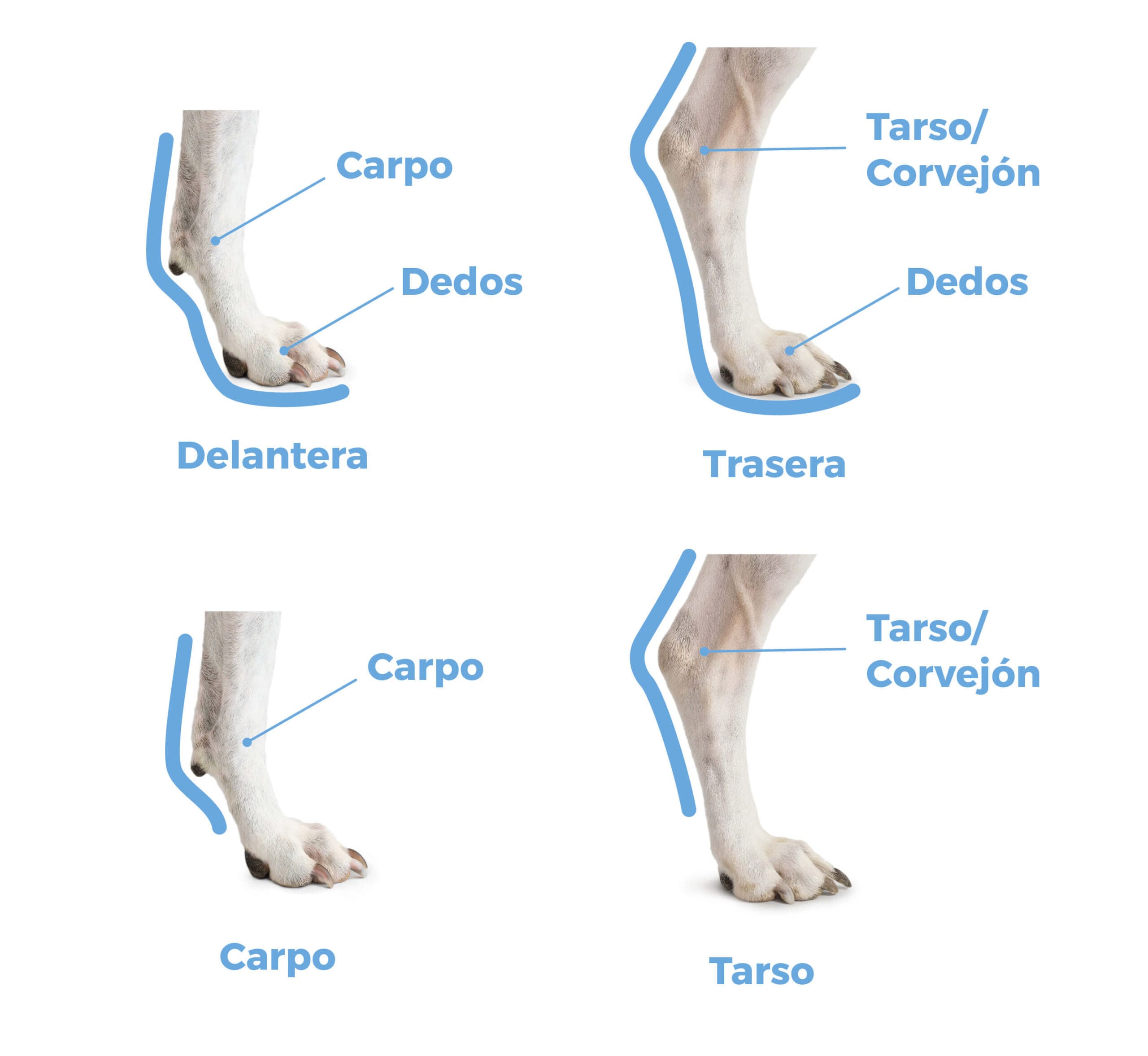 Guía Esencial: Cómo Elegir una Férula para Perro en 4 Pasos